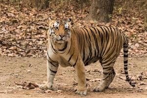 लखीमपुर खीरी: पूर्णागिरि से वापस आ रहे बस में बैठे यात्रियों को दिखा बाघ 